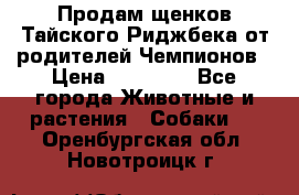 Продам щенков Тайского Риджбека от родителей Чемпионов › Цена ­ 30 000 - Все города Животные и растения » Собаки   . Оренбургская обл.,Новотроицк г.